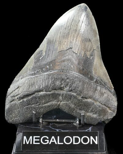 Bargain, Megalodon Tooth - South Carolina #43032